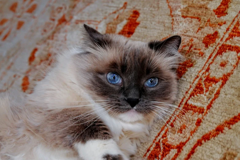 there is a cat sitting on a couch looking up