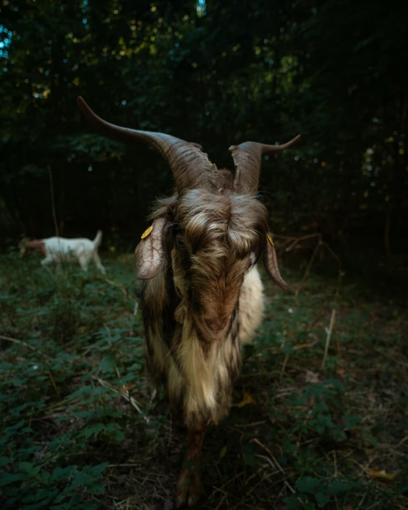 a goat with very long horns stands in the grass