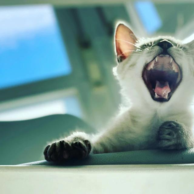 a white cat opens its mouth as it lays on a ledge