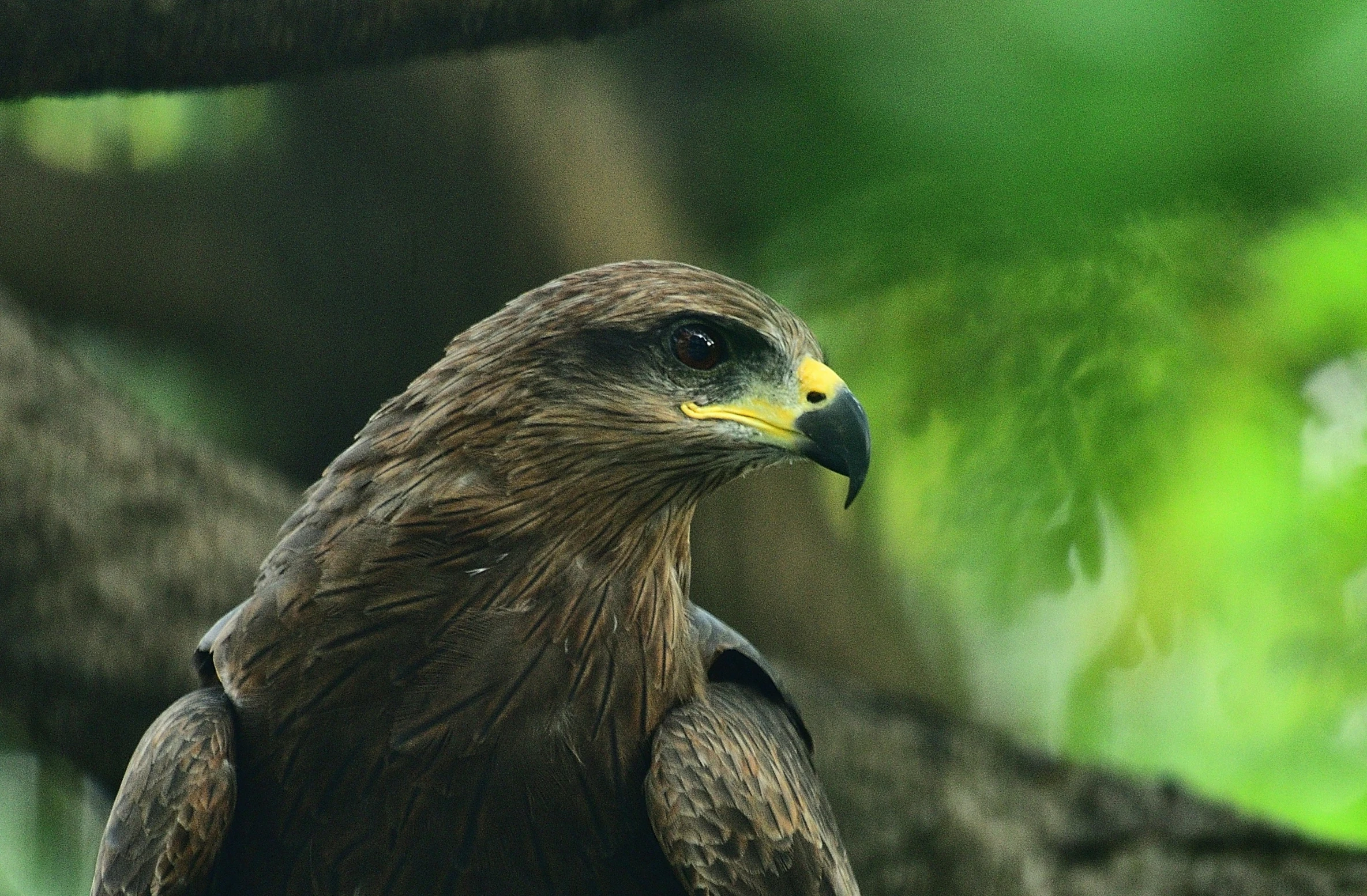 a close - up po of a bird of prey