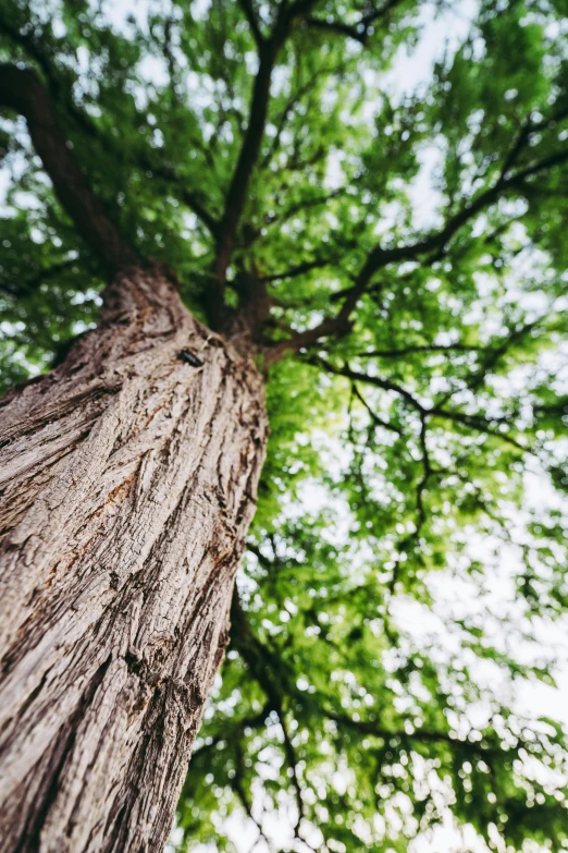 a view looking up at the trunk and canopy of a large tree