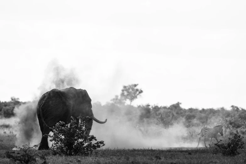 an elephant walks along a field in the dust