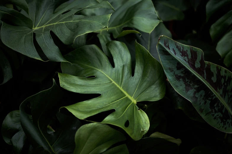 the leaves of a tropical plant are green