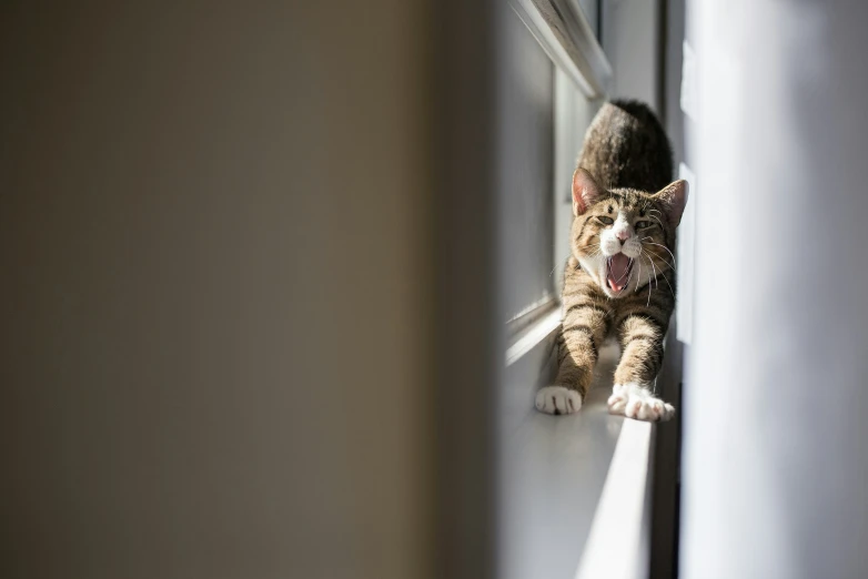 an orange and white cat sitting by the window with its mouth open