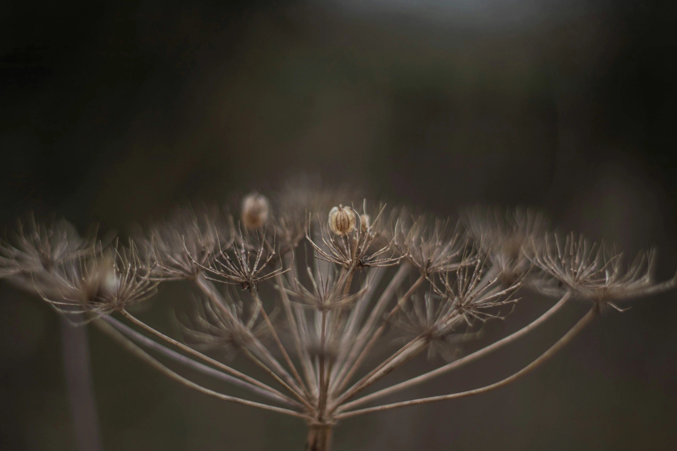 the tip of a flower showing some seeds