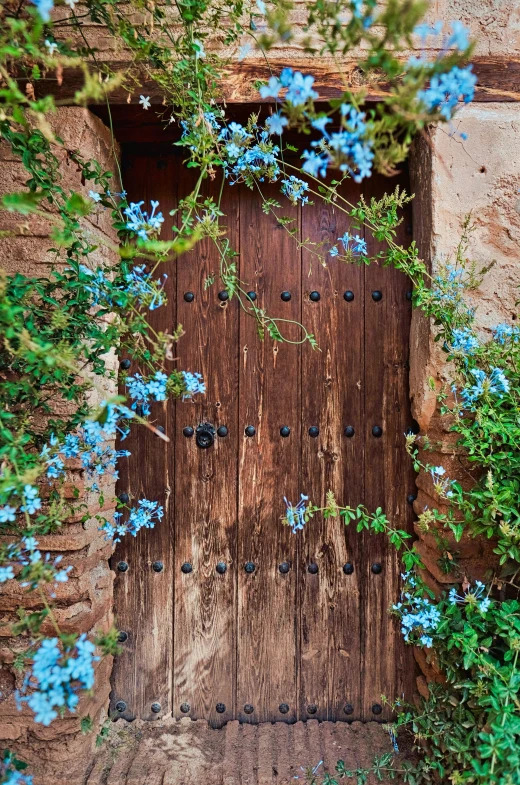 an old door surrounded by blue flowers