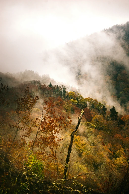 the view of trees on the side of the mountain