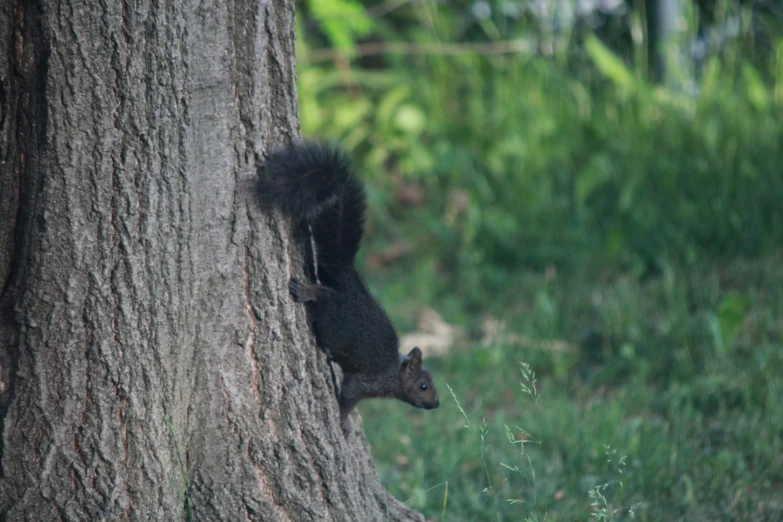 a squirrel is in a tree staring at the ground