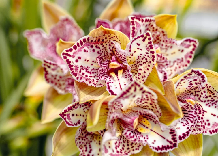 a flower with maroon and white flowers growing