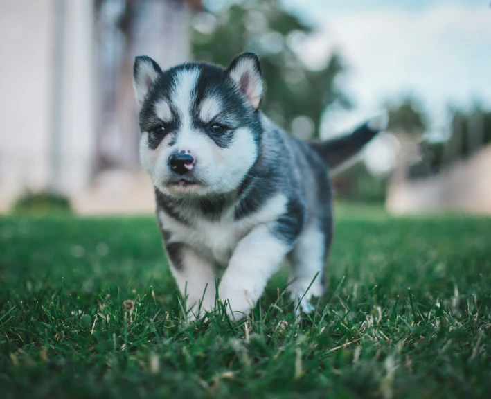 a puppy running in grass toward the camera