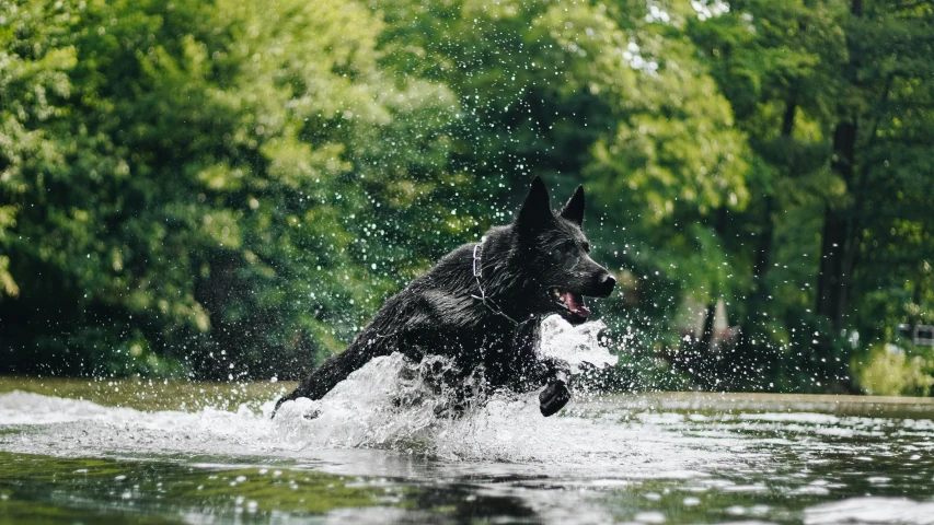 a black dog jumping out of the water to catch a frisbee