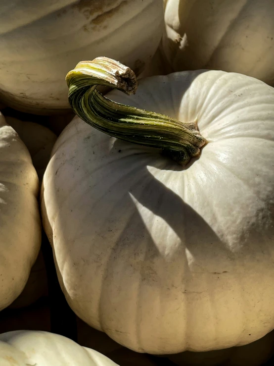 close up of some white pumpkins for sale