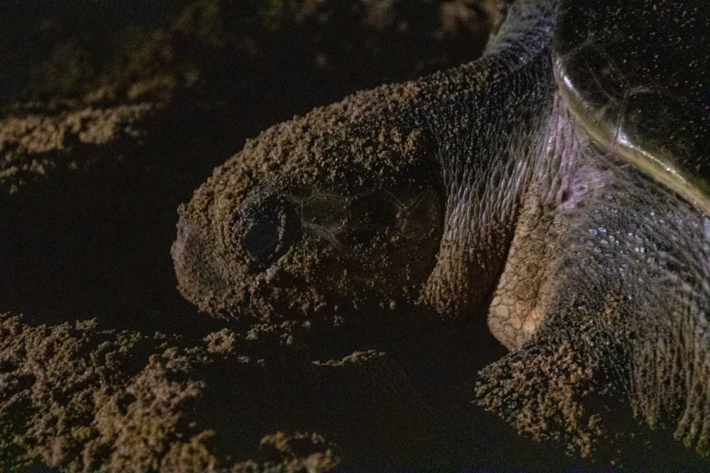 the head of an elephant at night with lots of stars in the sky