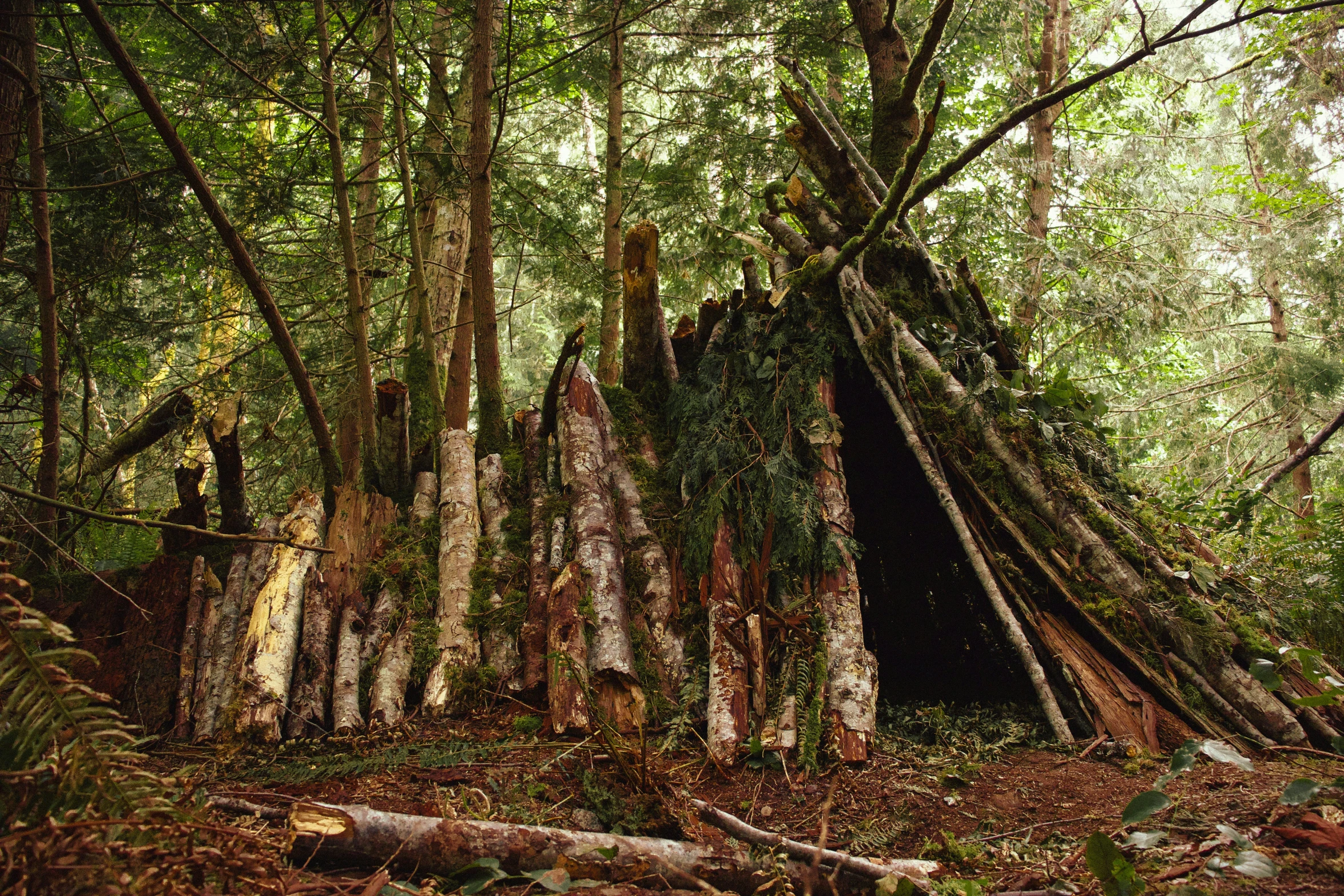 a large group of trees and some plants