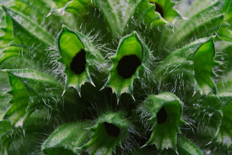 a green plant with leaves and seed holes