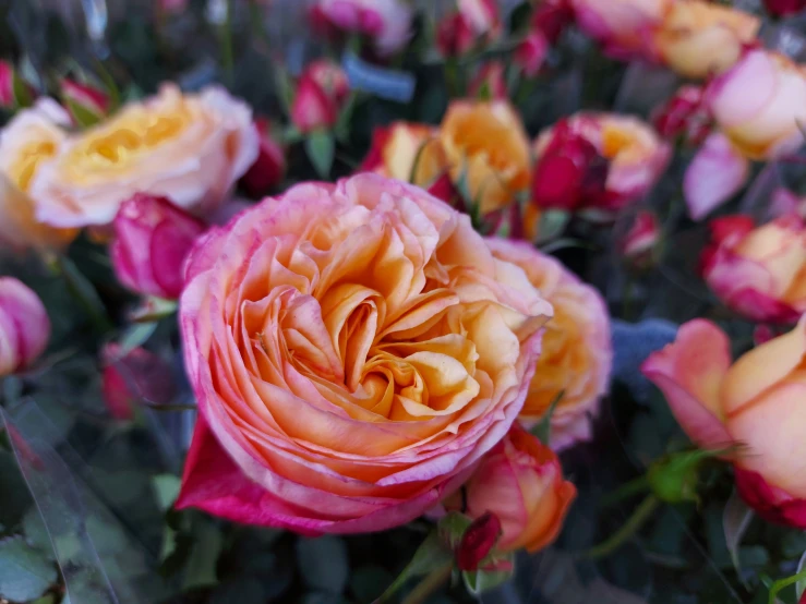 a large bouquet of colorful flowers in the day