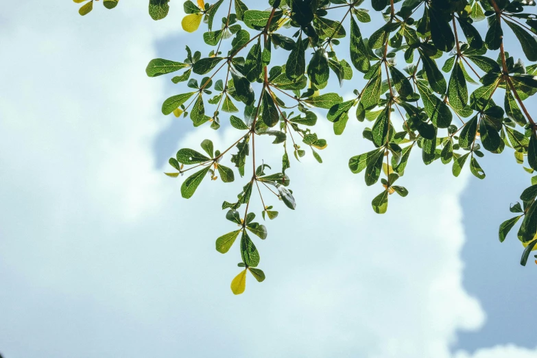 leaves and sky are in this frame, all slightly visible