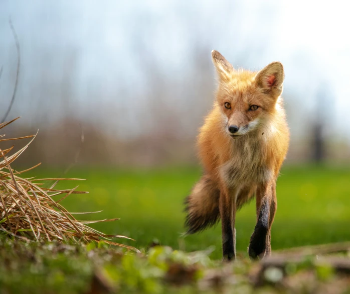 an orange fox stands in the grass looking at a camera