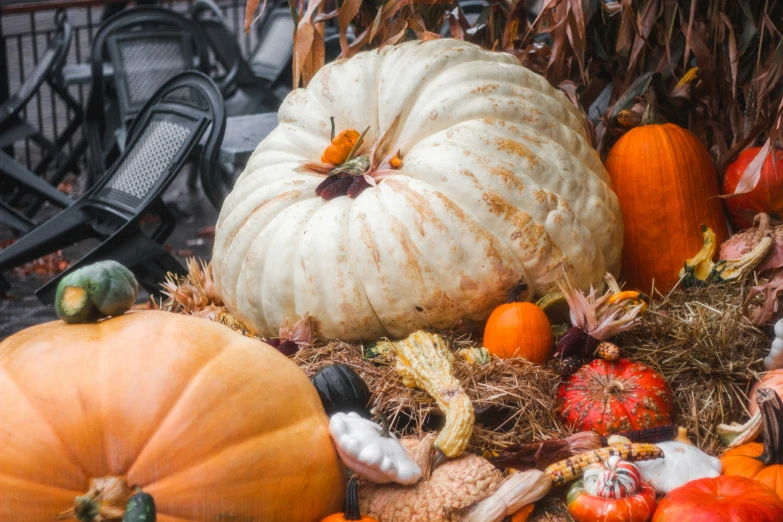 there are lots of different fake pumpkins and weeds