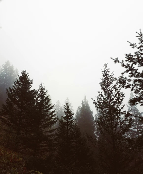 fog covers the top of trees on the hillside