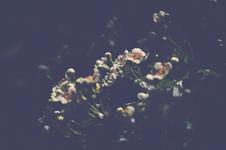 a bunch of white and pink flowers are in the dark