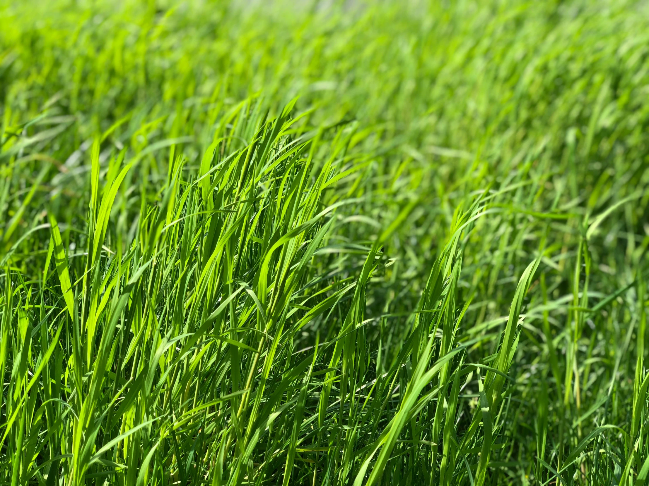 an abstract image of green grass in the sunlight