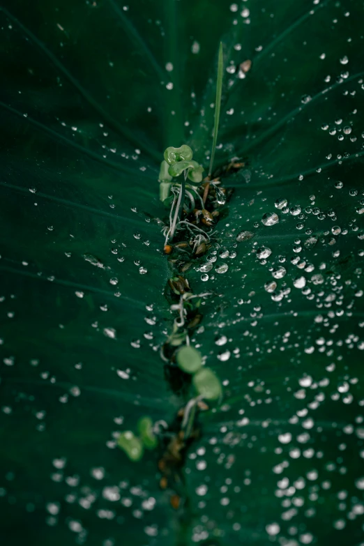 there is a leaf with many drops of water on it