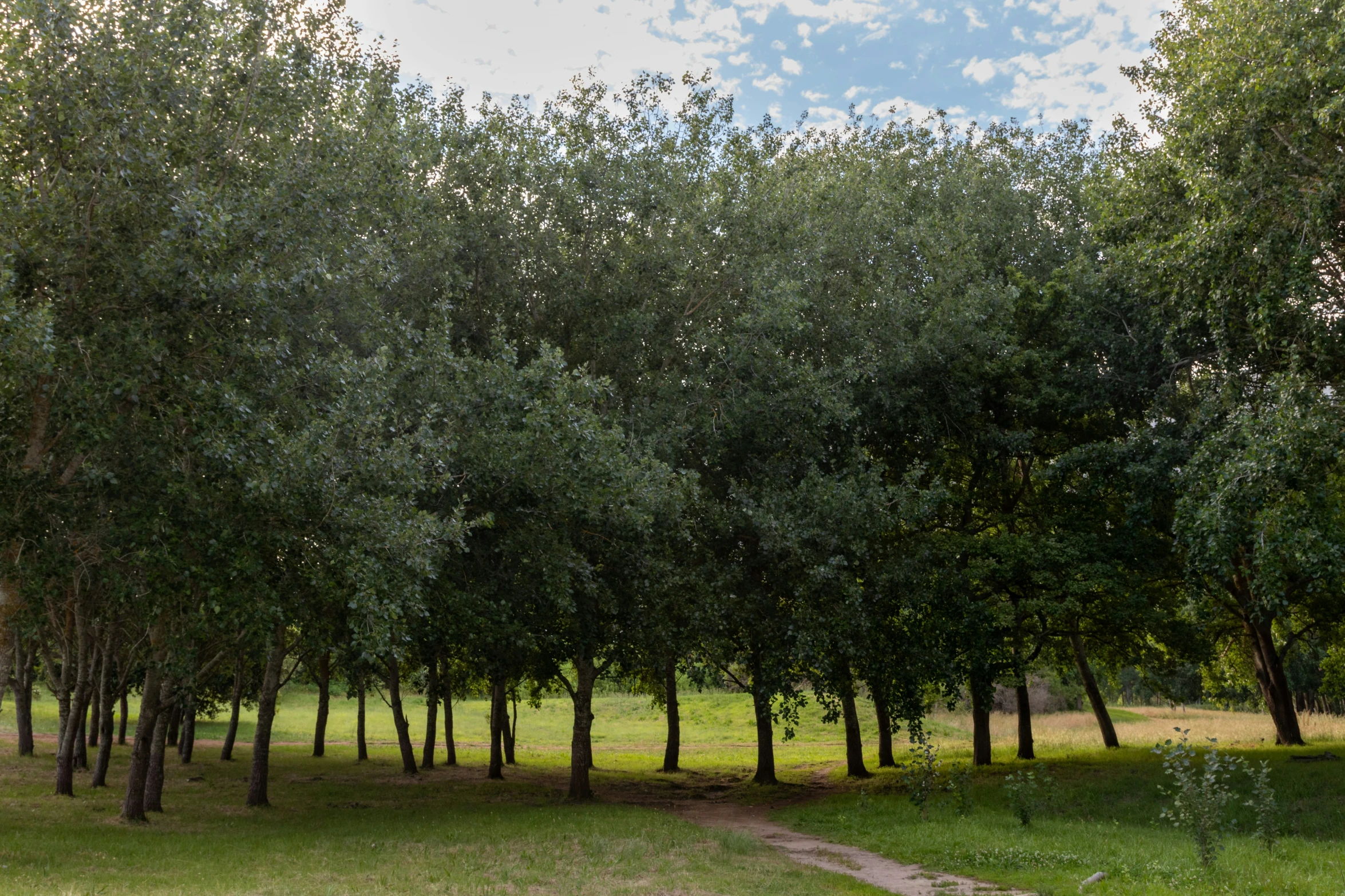 a tree lined pathway by some green grass