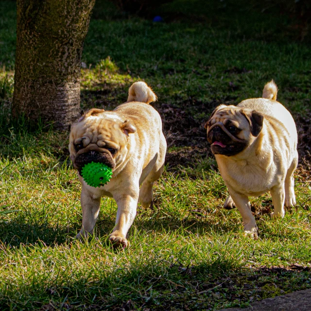 two dogs walking along with a ball in their mouths