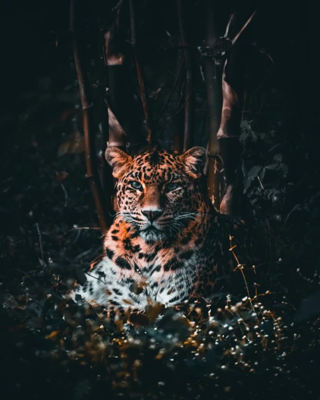 a leopard hiding in the bush alone