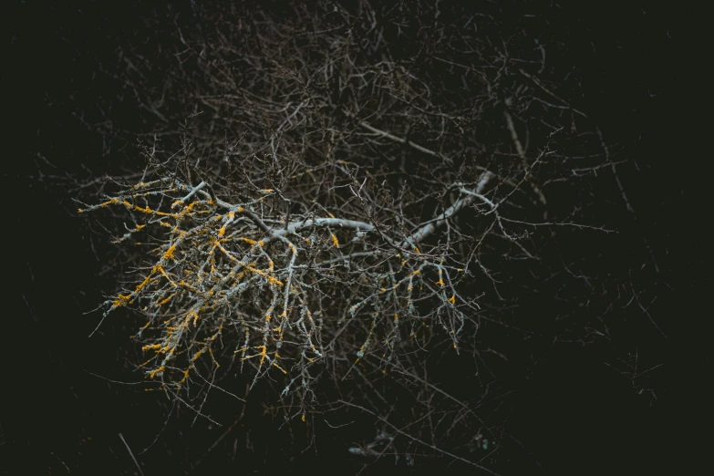 a snowy tree with lights shining on it