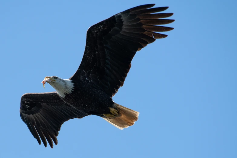 an eagle flies through the blue sky in its talon