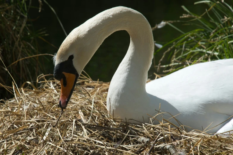 a swan is seen sitting in the hay