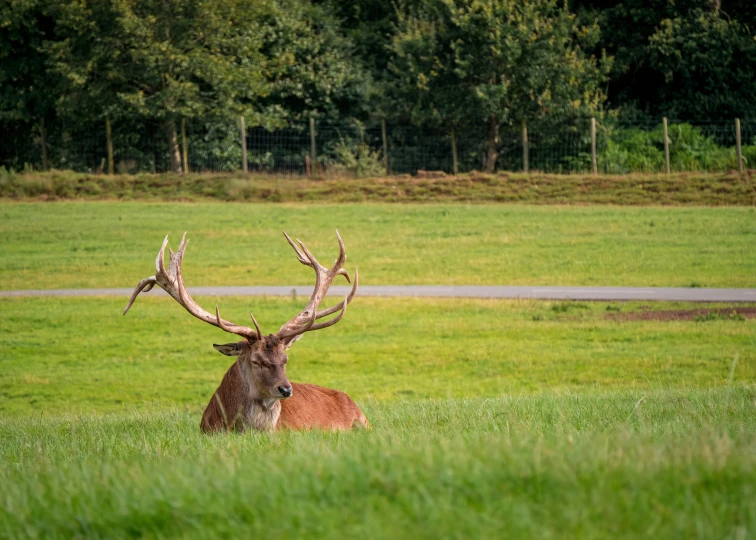 an elk looks out from the tall grass