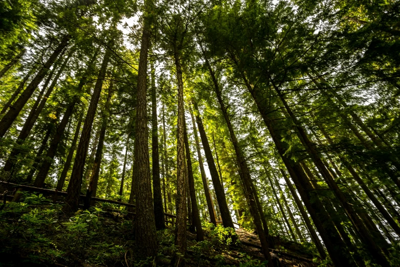 some tall green trees and plants and leaves