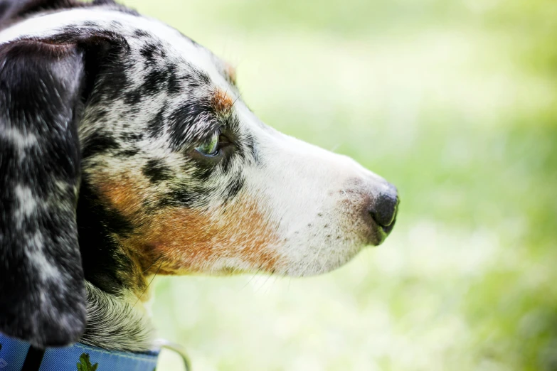 a close up s of the face of a dog