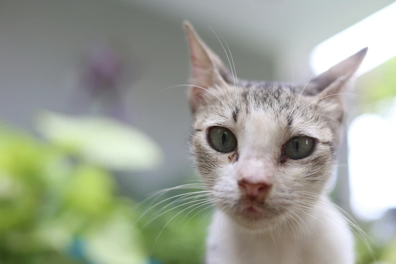 a close up of a cat with a serious look on its face