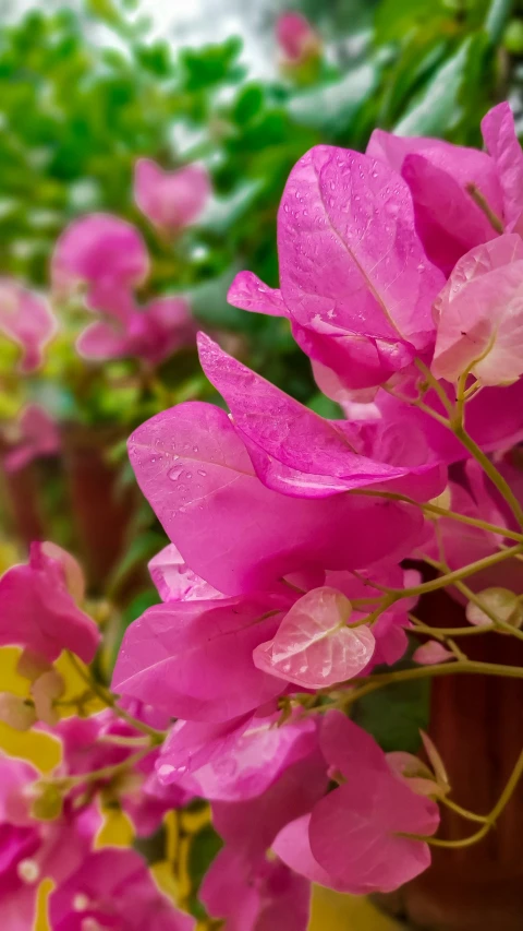 a pink flower that is next to other flowers