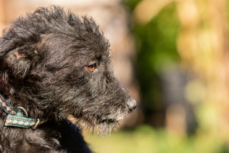 a dog with long hair sitting outside