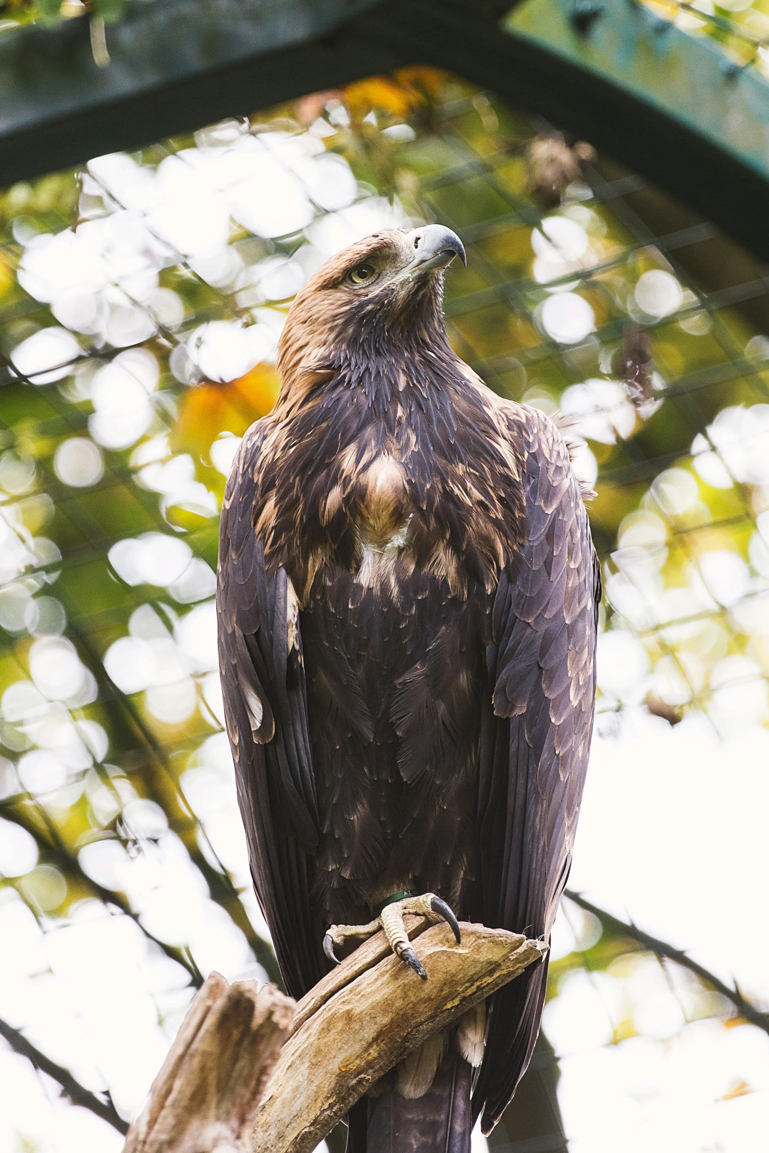 an eagle is perched on top of the nch