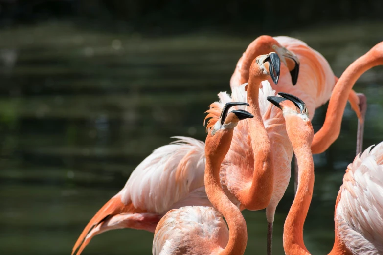 three pink flamingos standing on the ground