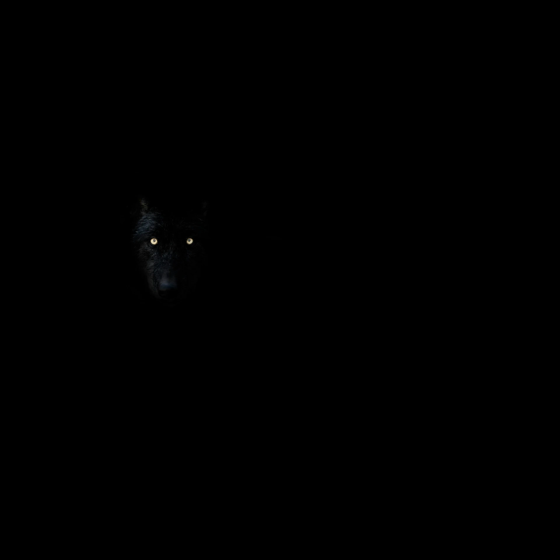a black cat in the dark looking at soing
