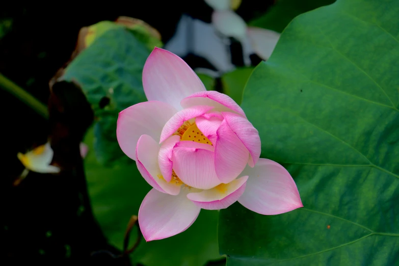 pink lotus blossom on top of green leaves