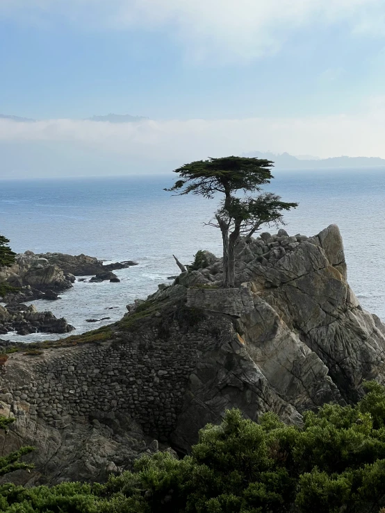 a lone tree is growing from an overhanging rock