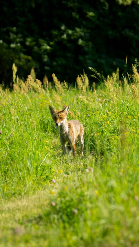 a fox running through a lush green grass field