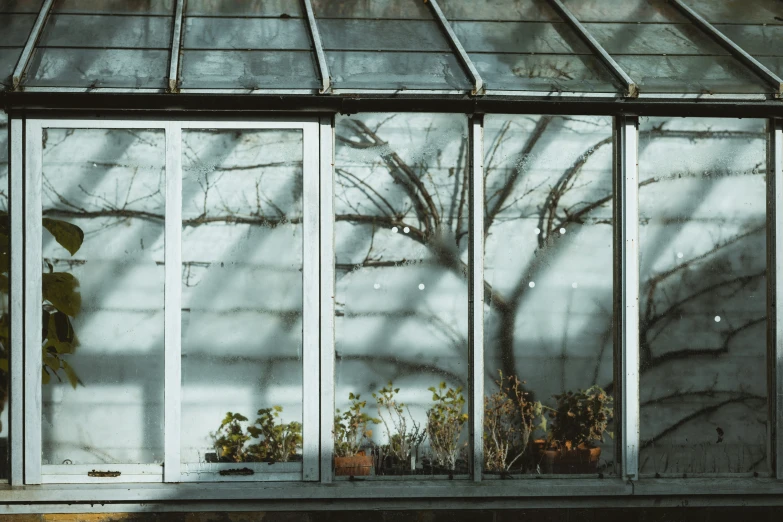 a sunlit wall with glass plants behind it