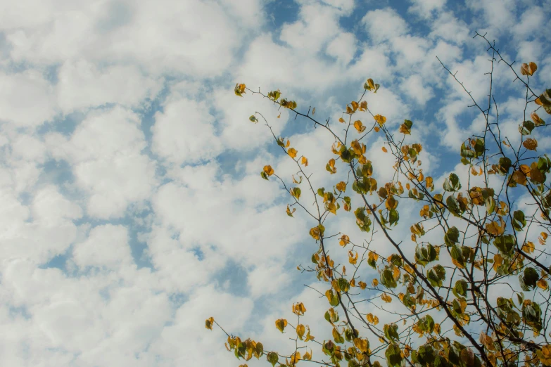 the tall, thin tree has leaves growing in the foreground