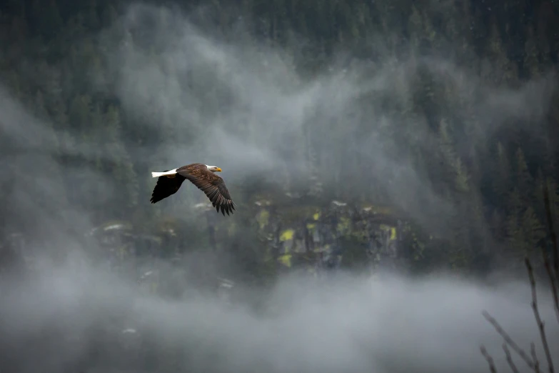 a large bird flying through the sky over a cloud covered forest