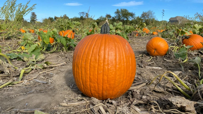 many pumpkins sitting on a farm field with some grass