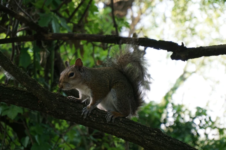 a squirrel sitting on top of a tree nch